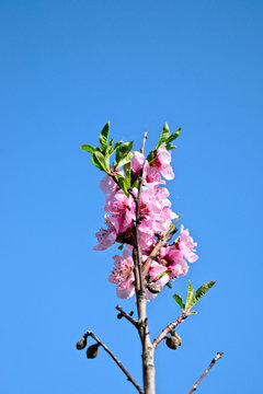 Closeup of pink plum blossoms