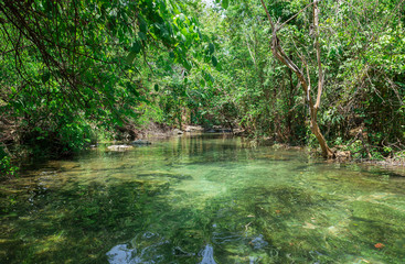 Forest, Public Park, Rainforest, River, Springtime