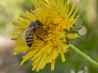 bee collecting pollen from a dandelion flower