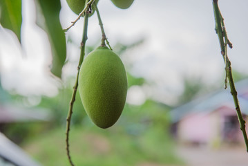 Green Mango on the tree in the garden.