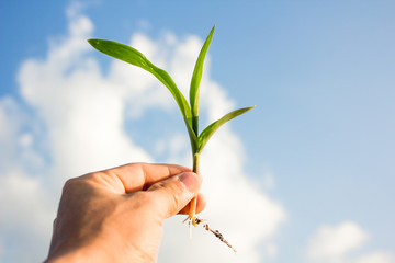 Raise young corn in hand,On the backdrop is a sky with clouds in the sky