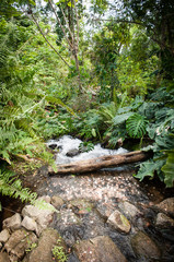 A green forest with a fallen tree on a river.