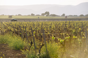 Area of vineyards in spring