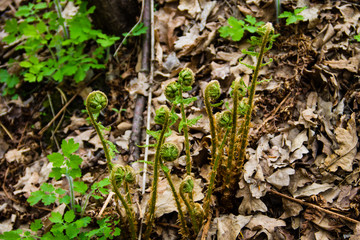 Sprouts of fern in forest