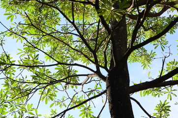 Big tree in the sunlight