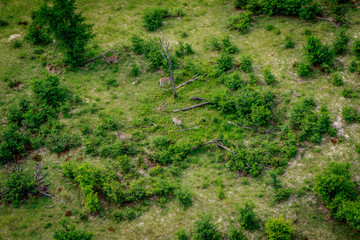 Aerial view of a herd of Zebras in the Okavango.