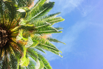 Fototapeta premium tropical palm tree fresh leaves border on blue sky background