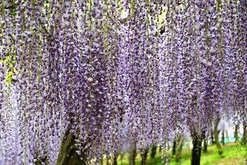 小倉の池のフジ