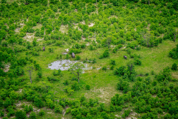 Aerial view of Elephants in the Okavango.