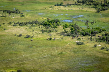 Fototapeta na wymiar Aerial view of a herd of Elephants.