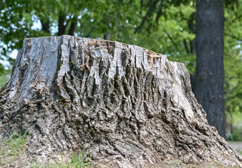 Closeup of a cut stump