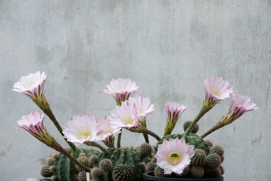 echinopsis cactus blooming