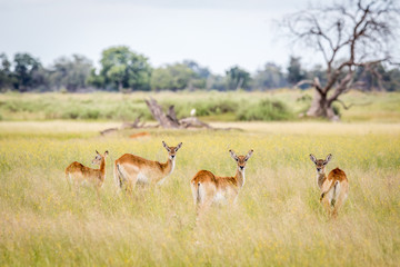 Herd of Lechwes starring at the camera.