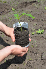 Cucumbers: Planting, Growing and Harvesting Cucumber Plants. Tutorial, step by step. How to Grow Cucumbers.