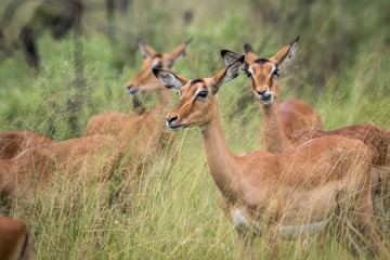 Herd of Impalas in the grass.