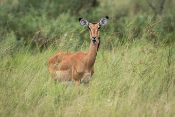 Female Impala starring at the camera.