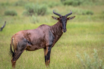 Starring Tsessebe in the Okavango.