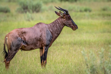 Side profile of a Tsessebe in the Okavango.