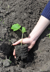 How to Grow Cucumbers. Cucumbers: Planting, Growing and Harvesting Cucumber Plants.
