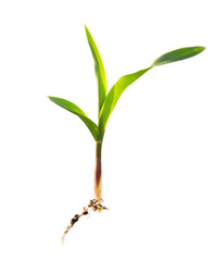 Young cornflies isolated on white black ground.