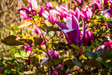 magnolia rosa primaverile - 145113954
