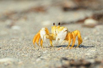 A yellow crab on the beach