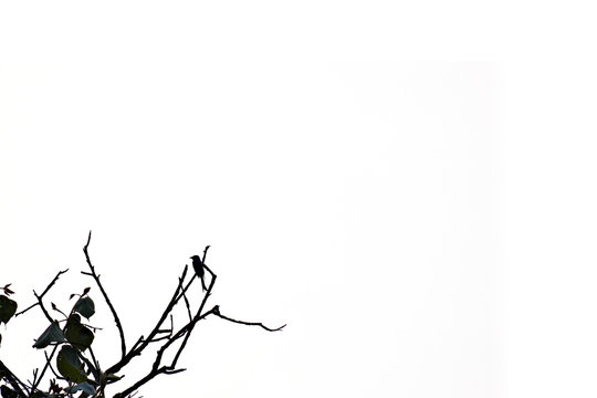 silhouette bird on the tree