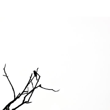 silhouette bird on the tree