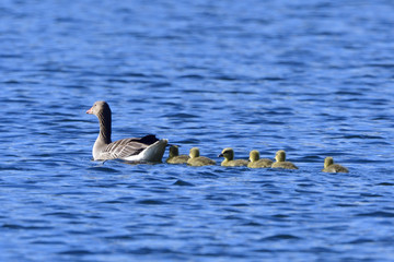 Graugans Familie im Frühjahr