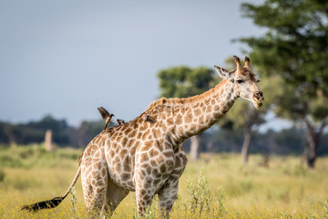 Giraffe in the grass in the Okavango delta.