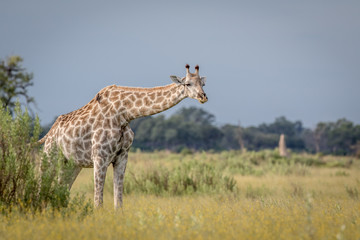 Giraffe in the grass in the Okavango delta.