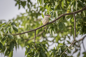 Striped kingfisher on a branch.