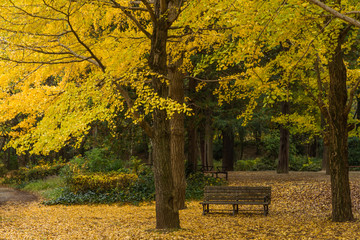 イチョウ　落ち葉　紅葉