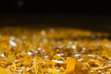 イチョウ　落ち葉　紅葉