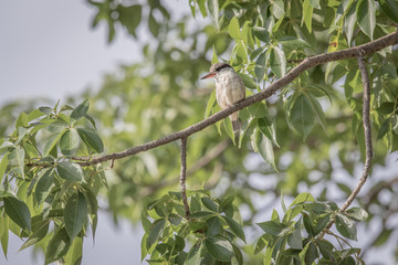 Striped kingfisher on a branch.