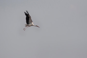 Stork fly over the field after harvesting of grain crops 2
