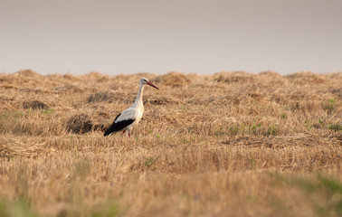 Obraz na płótnie Canvas Stork goes to the field after harvesting grain