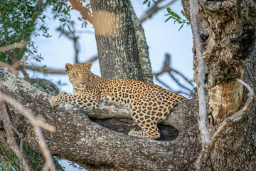 Leopard laying in a tree.