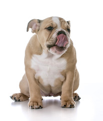 Obraz premium cute bulldog puppy