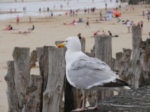 Seagull look at the beach of Saint-Malo, Bretagne