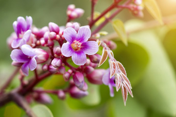 Pink color of star fruit flower
