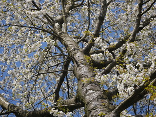 White blooming tree in the forest