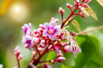 Pink color of star fruit flower