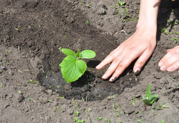 Cucumber planting tips.  Cucumbers: Planting, Growing and Harvesting Cucumber Plants.