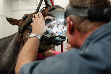 Vet looking inside a horses mouth