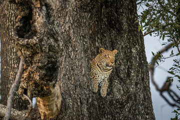 Leopard in a tree in the Okavango delta.