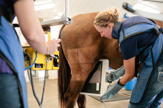A woman x-raying a horse's back leg