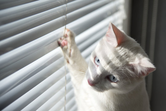 White cat witty look photo