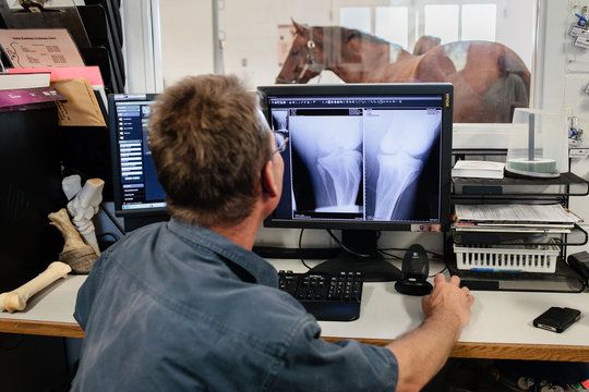 Horse's leg x-ray been shown on computer