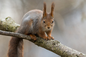 Naklejka na ściany i meble Cute young red squirrel sitting on tree branch with soft background